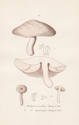 mushroom Pilze fungi champignon Aquarell watercolor drawing Bresadola Pl. 43