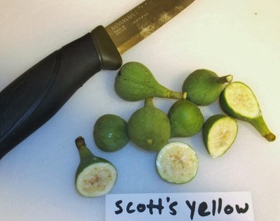 Fig TreeCuttings. LSU Scott's Yellow. 3 Pieces.