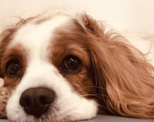 comb and collar pet salon