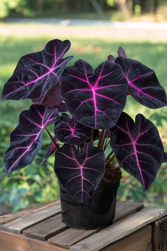 8000a1 Calathea Black Lava Indoorplants 2 Seeds Samen