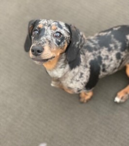 Silver Dapple Daschund Dogs Puppies Gumtree Australia
