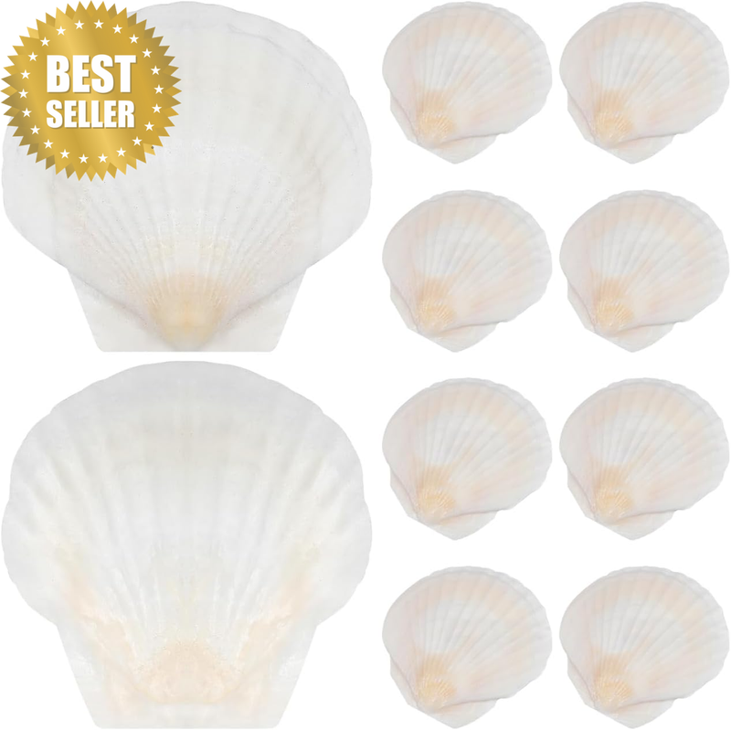 40Pcs Natural Sea Scallop Shells White Large Seashells for Beach Theme Party DIY