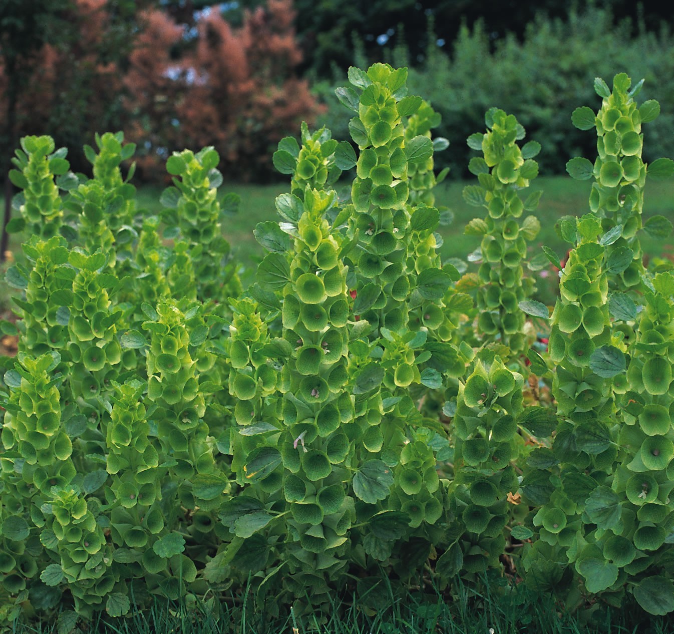 Flower Moluccella laevis Bells of Ireland 60 Seed eBay
