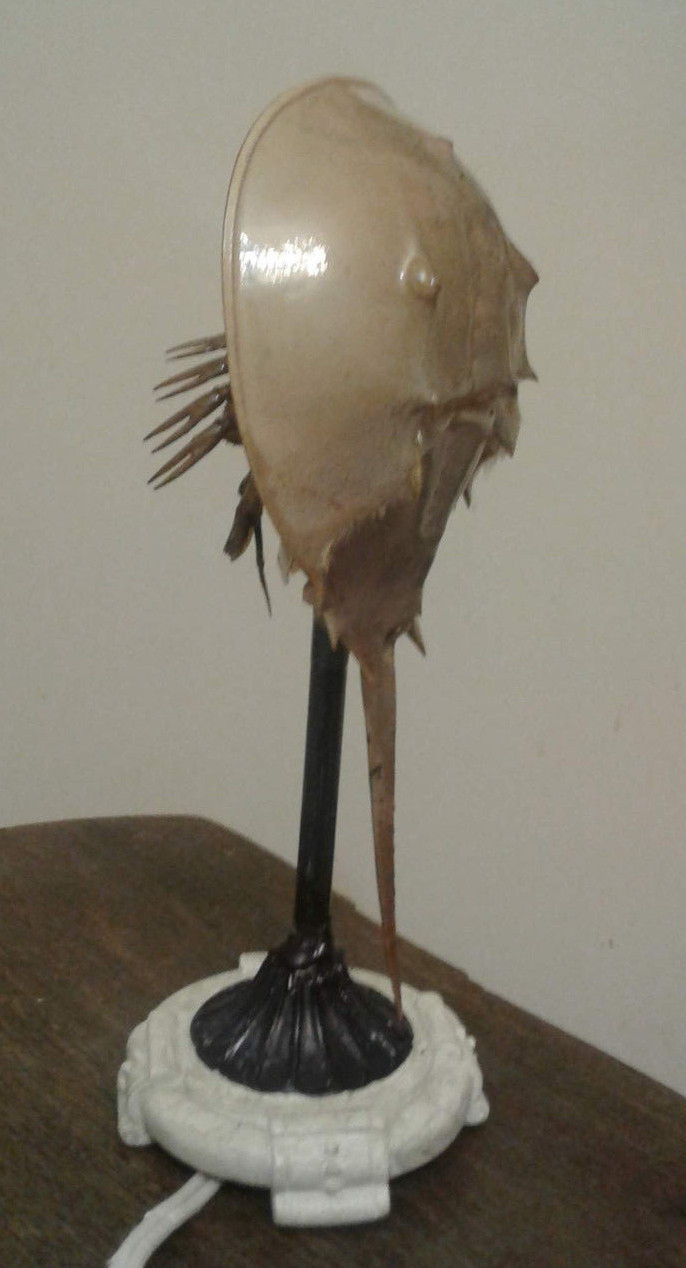 Horseshoe Crab Shell Molt Desk Lamp Nightlight from the Gulf of Mexico ~ Florida