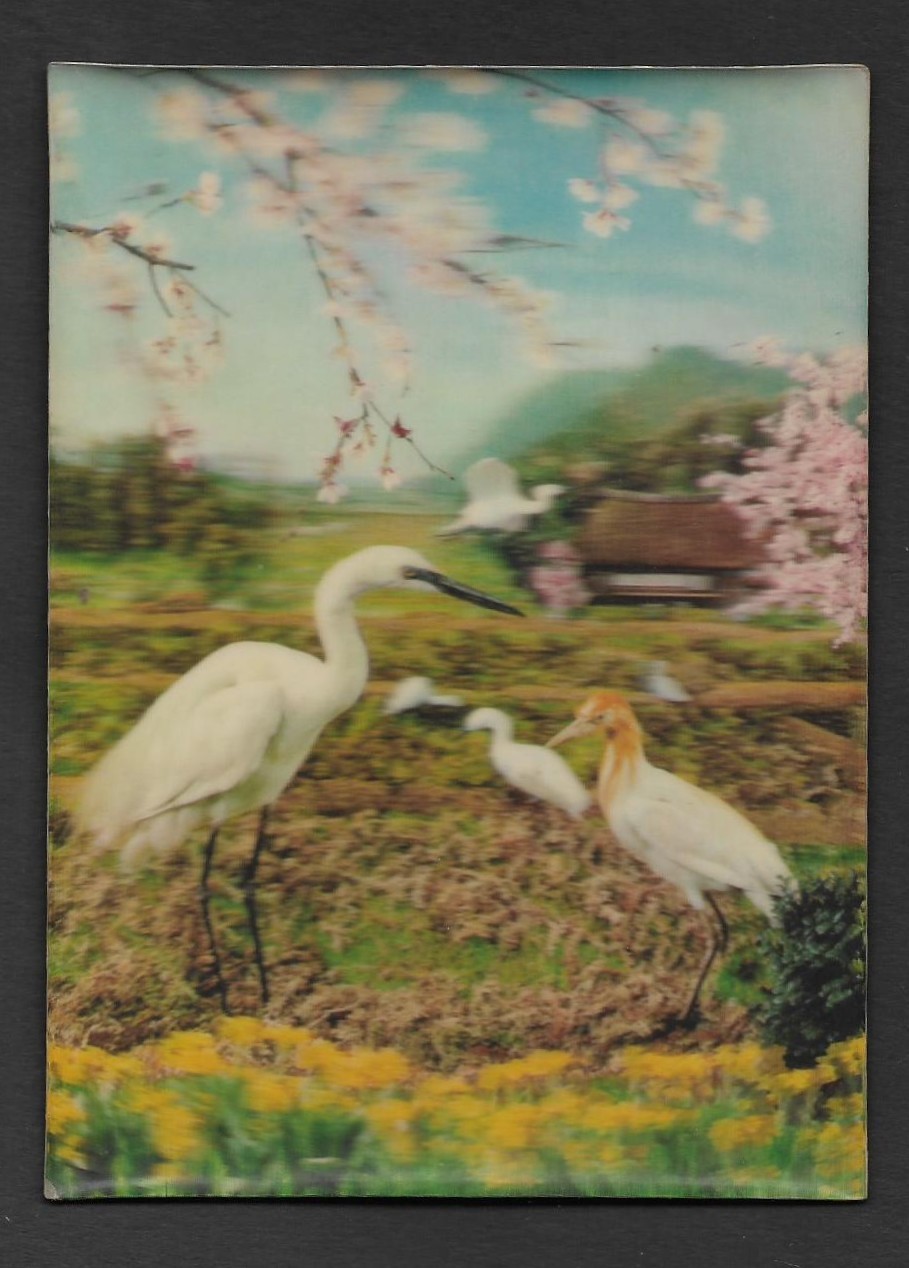 vintage 3D Postcard Unused - Lenticular Water Birds