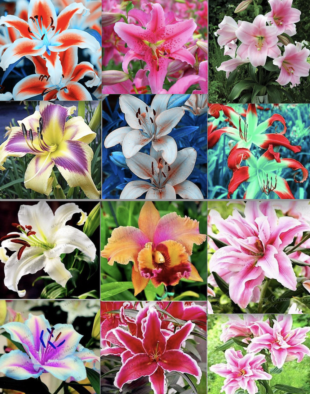 20 EXOTIC rare LILY SEEDS for garden flower perennial plant beds USA SELLER USPS