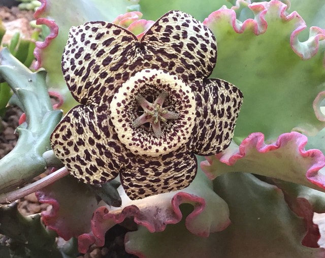 Starfish flower succulent/cacti low care & water requirements | Plants