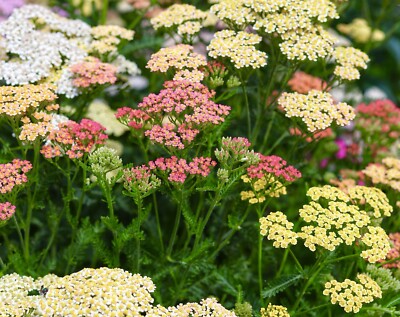 Yarrow Summer Pastel Mix Achillea Millefolium - 1600x Seeds -  Perennial