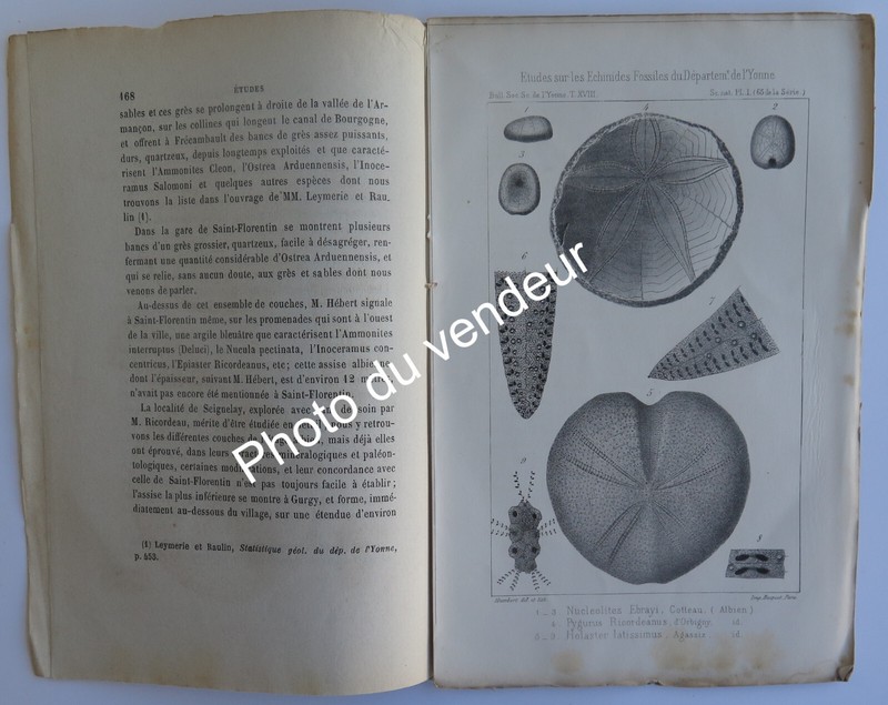PaléOntologie Cotteau, 1863. Echinides Fossiles De L'Yonne. CréTacé éTage Albien