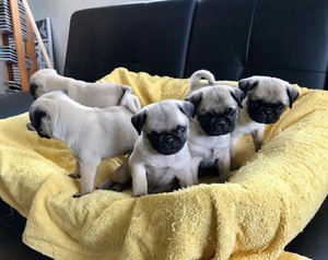 pugalier pug puppy cavalier