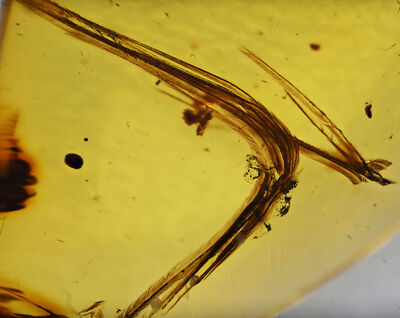 Rare Aves Bird Feather, Fossil inclusion in Burmese Amber