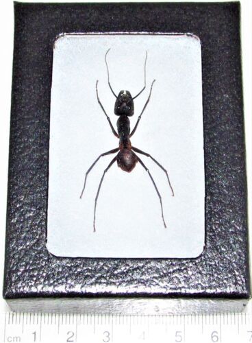 Camponotus gigas REAL FRAMED HUGE GIANT BULLET ANT