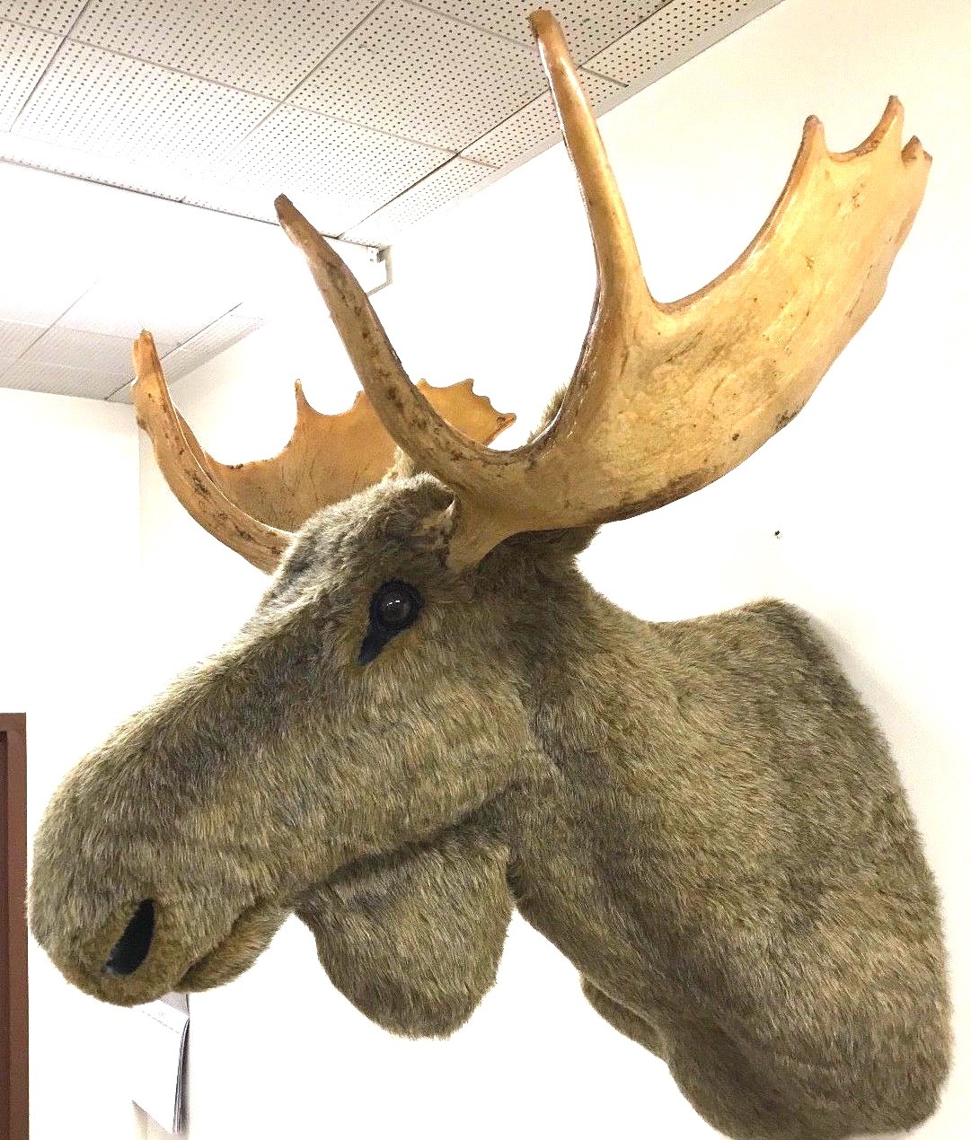 New Life Size Faux Moose Head Mount Hand-Crafted all Synthetic Materials