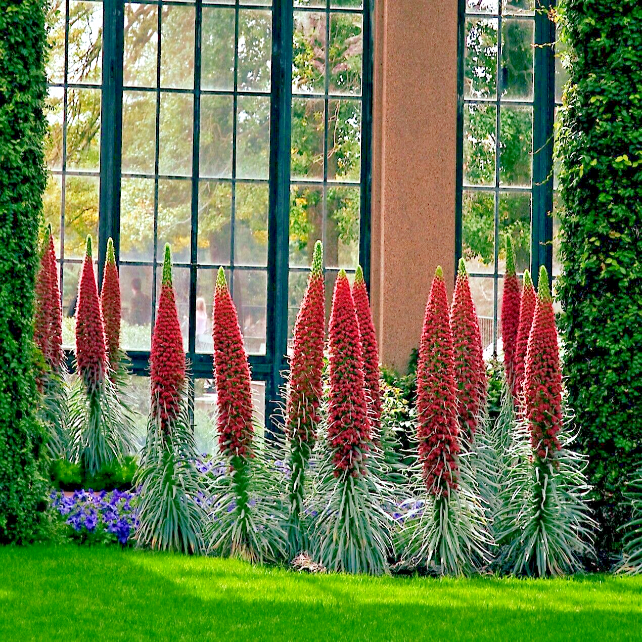 20 TOWER OF JEWELS (Echium Wildpretii) Red Hummingbird Flower Plant Garden Seeds