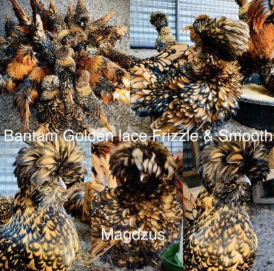 6 Show Quality Smooth And Frizzled Golden Laced Polish Bantam Hatching Eggs