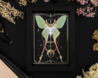 Real framed Actias moth dubernardi F in gold moon star frame, gothic decor, Inse