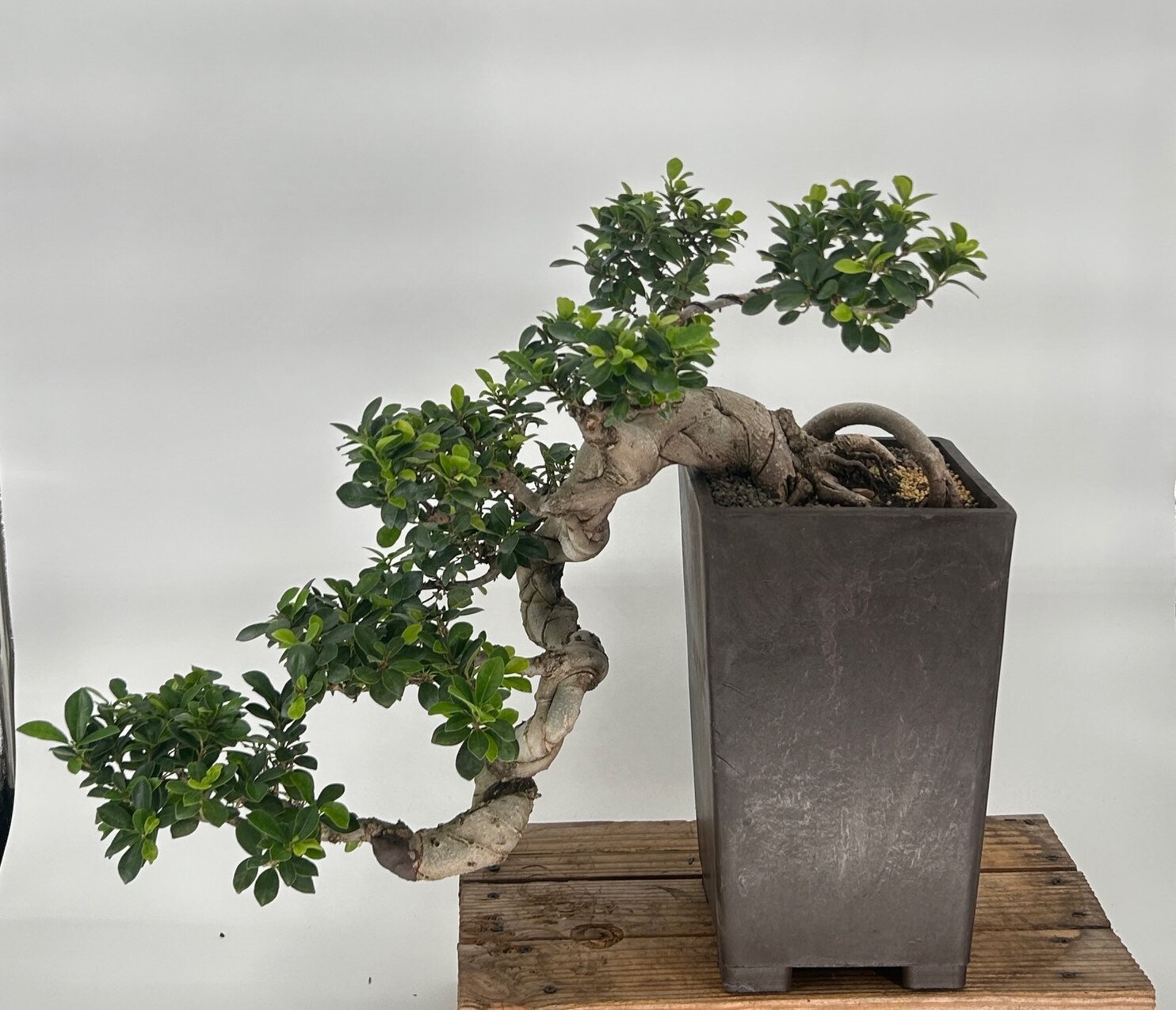 【FICUS】 Ficus Elastica Abidjan Extra Large 1m80 Mid-Century, potted