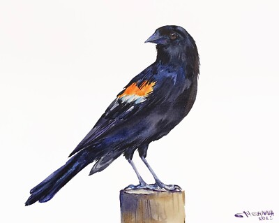 RED-WINGED BLACKBIRD PORTRAIT, BIRD DRAWING,BIRD ORIGINAL WATERCOLOR PAINITNG