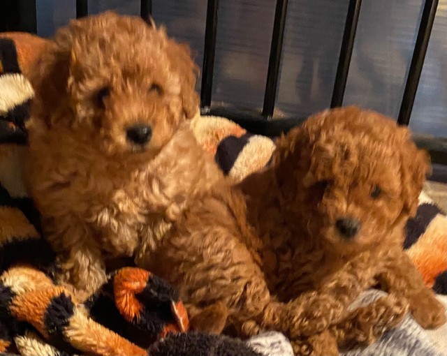 red male toy cavoodle