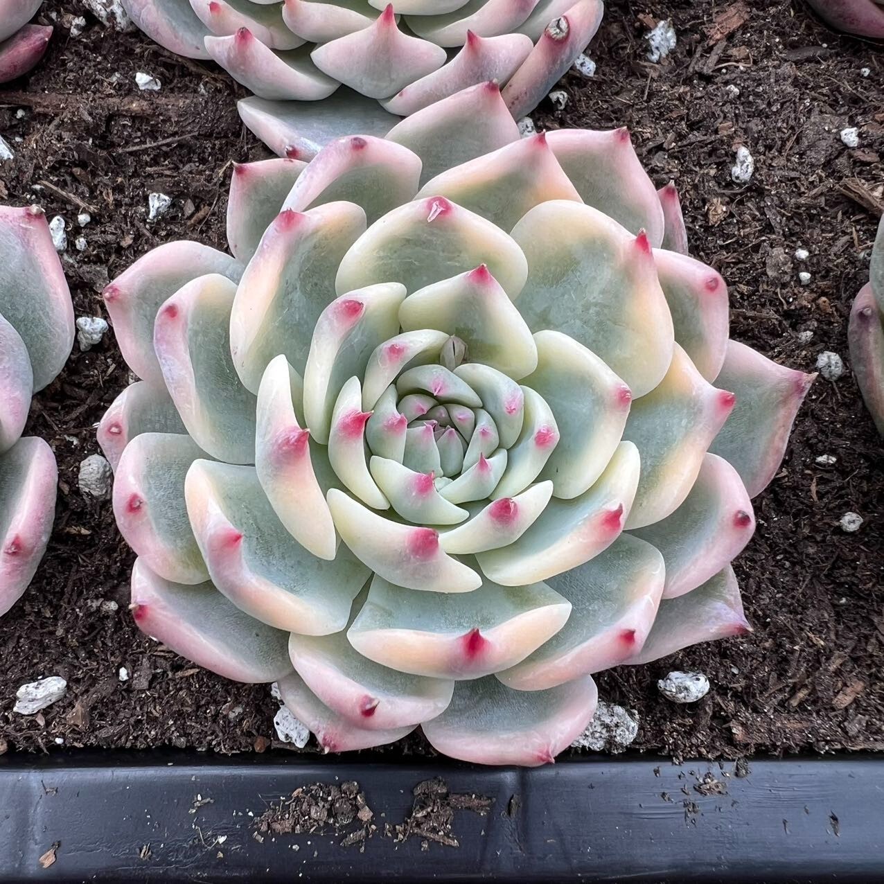 洋書 ECHEVERIA CULTIVARS 図鑑 洋書 ECHEVERIA CULTIVARS 図鑑 Amazon.co.jp: 洋書 ECHEVERIA