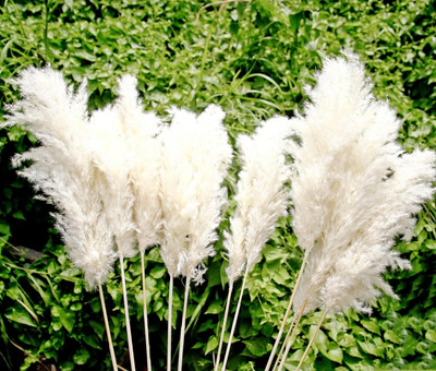 35'' Tall White Pampas Grass Bouquet Décor, Boho Flowers and Feathers for Centerp