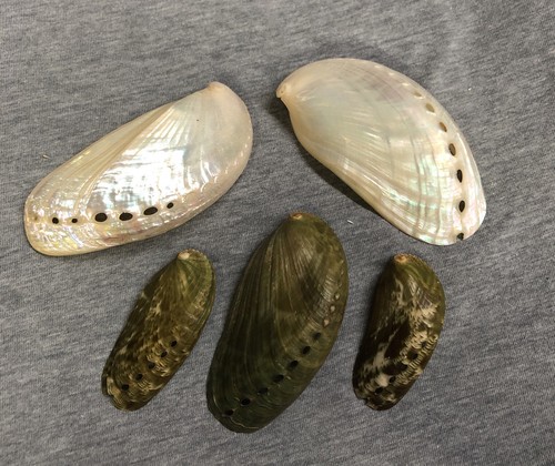 アバロン (abalone) p706p5g Abalone Shell 7” x 6” Gorgeous Colors | eBay