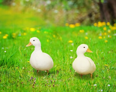 3+1 White Call Duck Hatching Eggs Fertile Incubator Fresh Eggs Dwarf Bantam Size