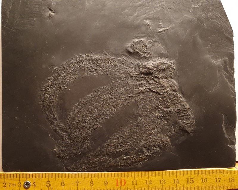 RaritÃ¤T, Stenuroidea: Echinasterella Sladeni, Bundenbach, Unterdevon