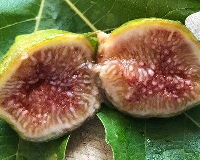 Macca Fig Tree Cuttings