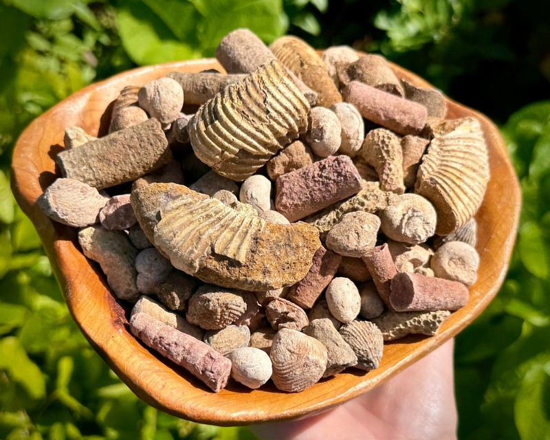 Genuine Fossil Assortments - Real Natural Fossil Mix Wholesale Bulk
