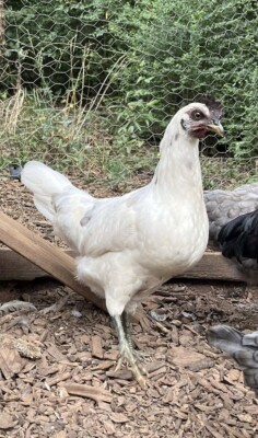 (6) Moon Beam Hatching Eggs From Crescent Creek Farms