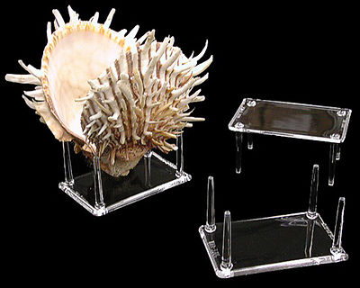 4 Prong Display Table Stand 2 x 3'' for Seashells Clear Acrylic Decor Made in USA