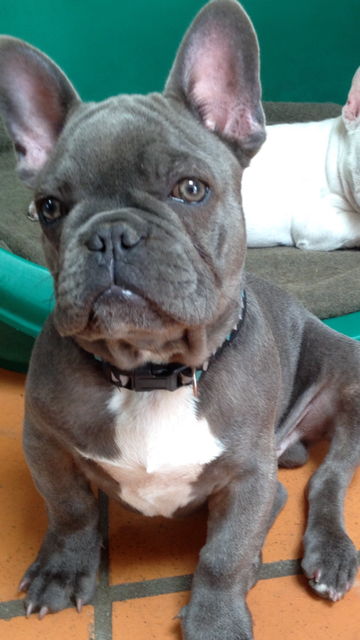 French bulldog - Adult Male (Blue) | Dogs & Puppies | Gumtree Australia