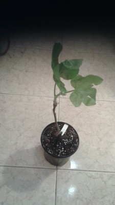 Dall'Osso fig plant
