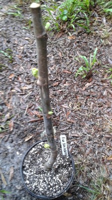 Fico Schimbordi fig plant