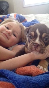 Olde English Bulldog Puppies Kijiji In Alberta Buy Sell