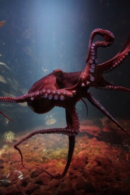 OCTOPUS *2X3 FRIDGE MAGNET* SEA CREATURES EIGHT LIMBED LEGS SOFT BODIED SWIM INK