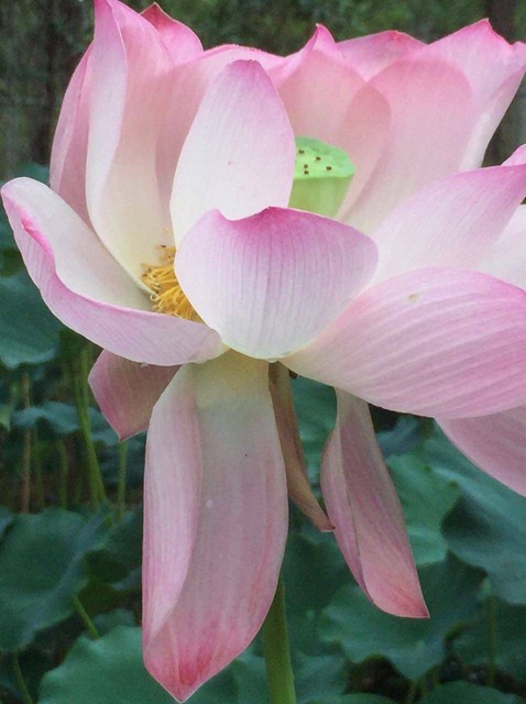 Lotus root pink
