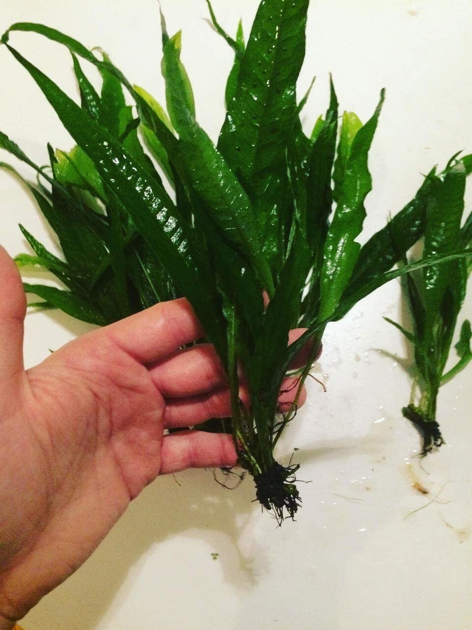 J BUY 2 GET 1 FREE - Java Fern Microsorum Pteropus Small Easy