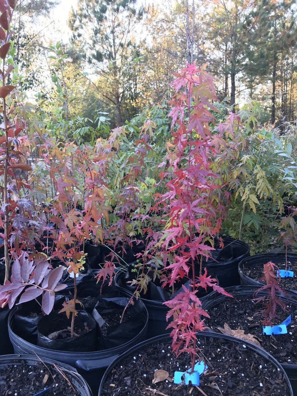 Red Japanese Maple Tree (1) one year old 16-20 inch tall nursery grown