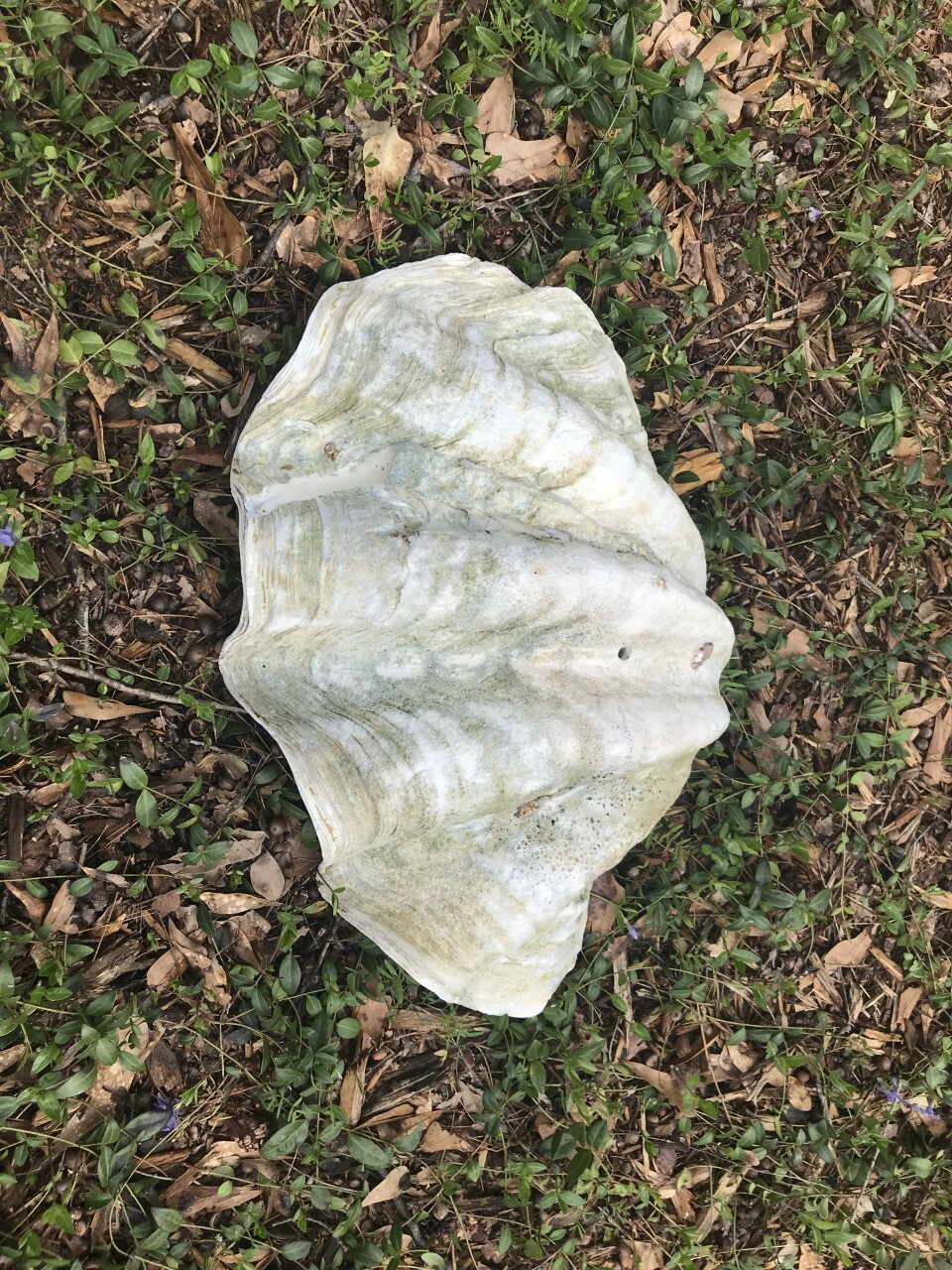 Large Tridacna Gigas Clam Shell - 22