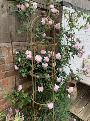 500 x Soft Garden Plant Tie 13cm Flexible Shrubs Vines Tree Fruit Rubber