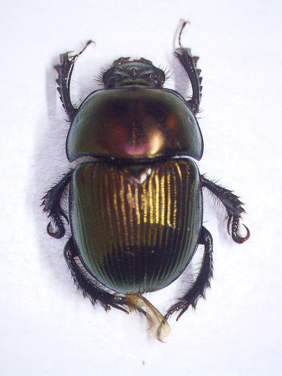 標本 China Yunnan Cetoniinae s.p 23mm China Yunnan Cetoniinae s.p 23mm