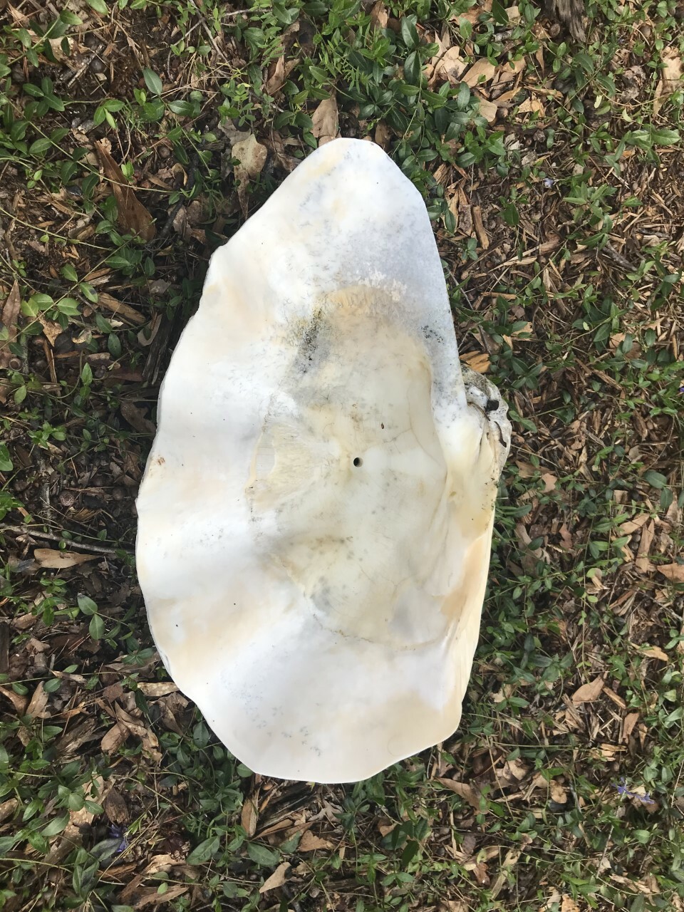 Large Tridacna Gigas Clam Shell - 22