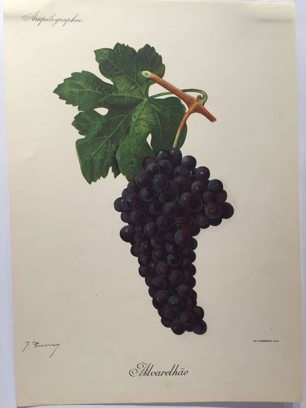 AmpÃ©Lographie, Viala Et Vermorel, 1903