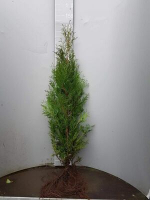 80cm im Topf immergrüne Heckenpflanzen Thuja Smaragd 30st