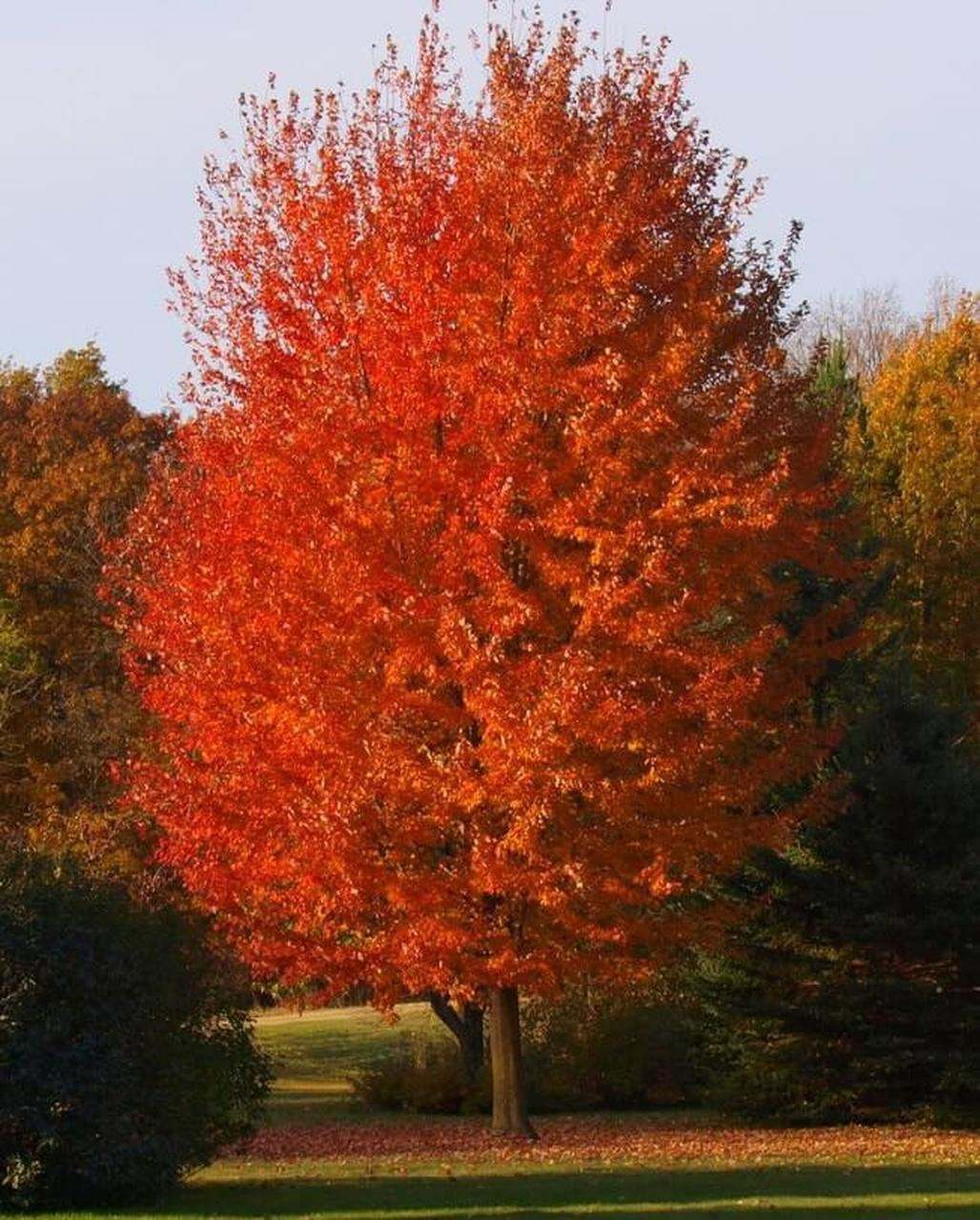 Autumn Blaze Maple Tree, 1-2 Feet in Height, Quart Pot