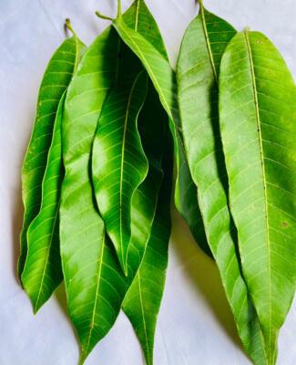 Mango Leaves for Tea making, Naturally Dried Organic Pure Mango Leaf