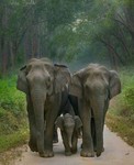 upul.dimantha 的用户个人档案