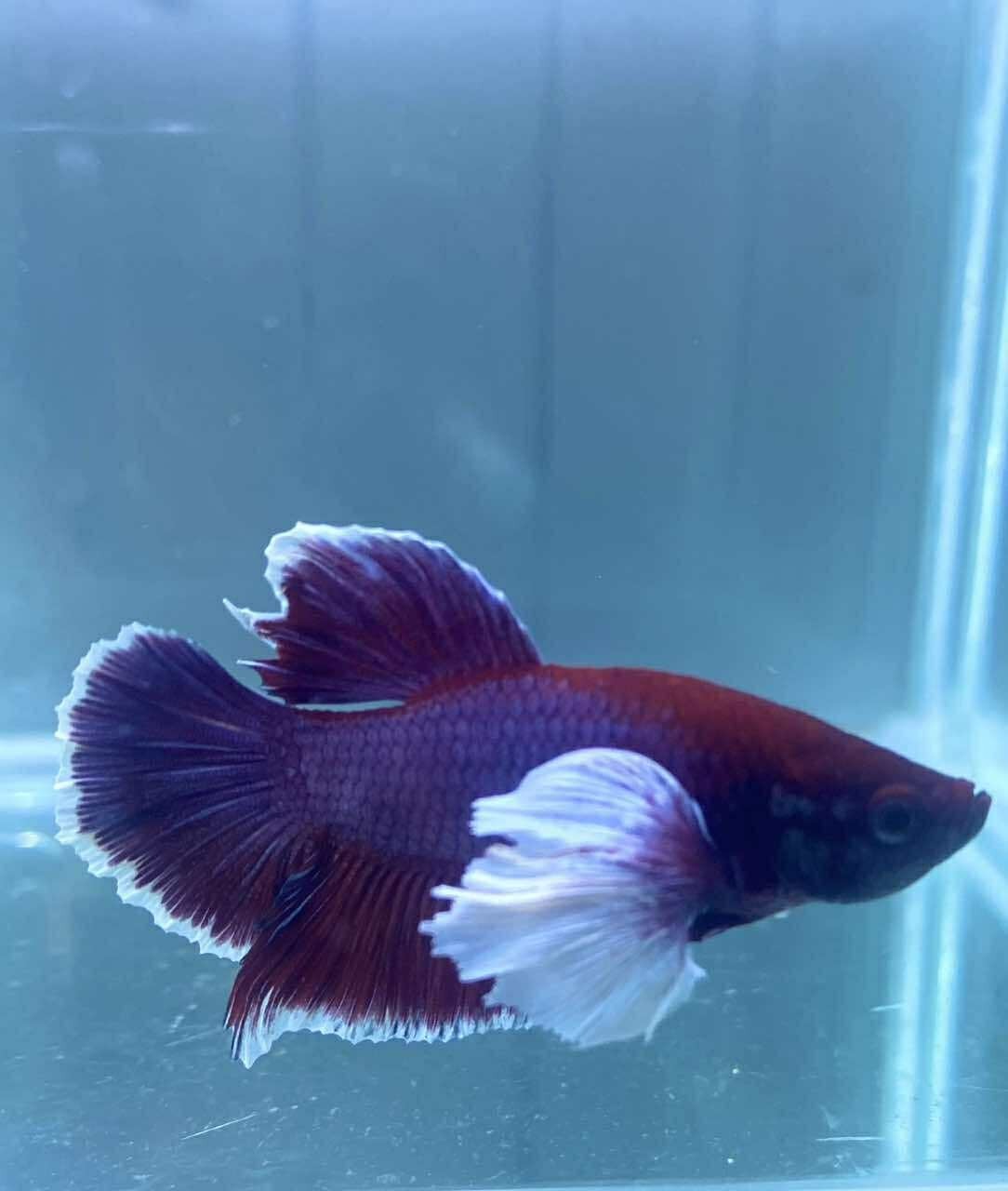 洋楽 Betta Off Hustlin' No Sleep Production 洋楽 Betta Off Hustlin' No Sleep Production life's a zoo